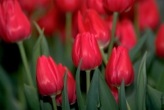 NOROUZ_1390